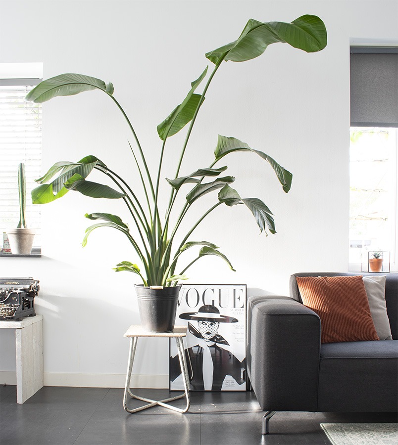 grote strelitzia paradijsvogelplant groot strelitzia groot strelitzia nicolai groot grote paradijsvogelplant grote plant strelitzia grote kamerplant grote plant woonkamer hoge kamerplant plant met grote bladeren grote binnenplant makkelijke grote kamerplant 