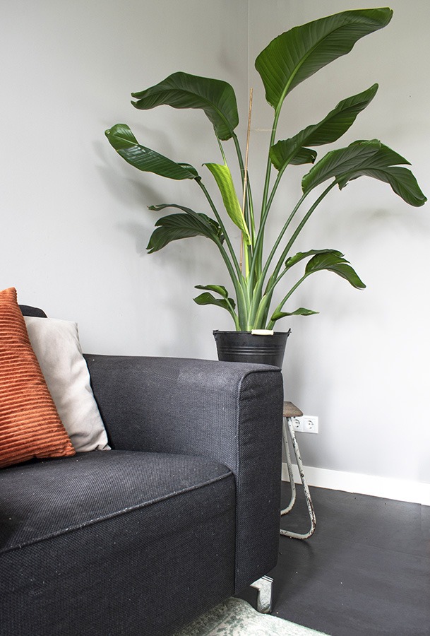 grote strelitzia paradijsvogelplant groot strelitzia groot strelitzia nicolai groot grote paradijsvogelplant grote plant strelitzia grote kamerplant grote plant woonkamer hoge kamerplant plant met grote bladeren grote binnenplant makkelijke grote kamerplant