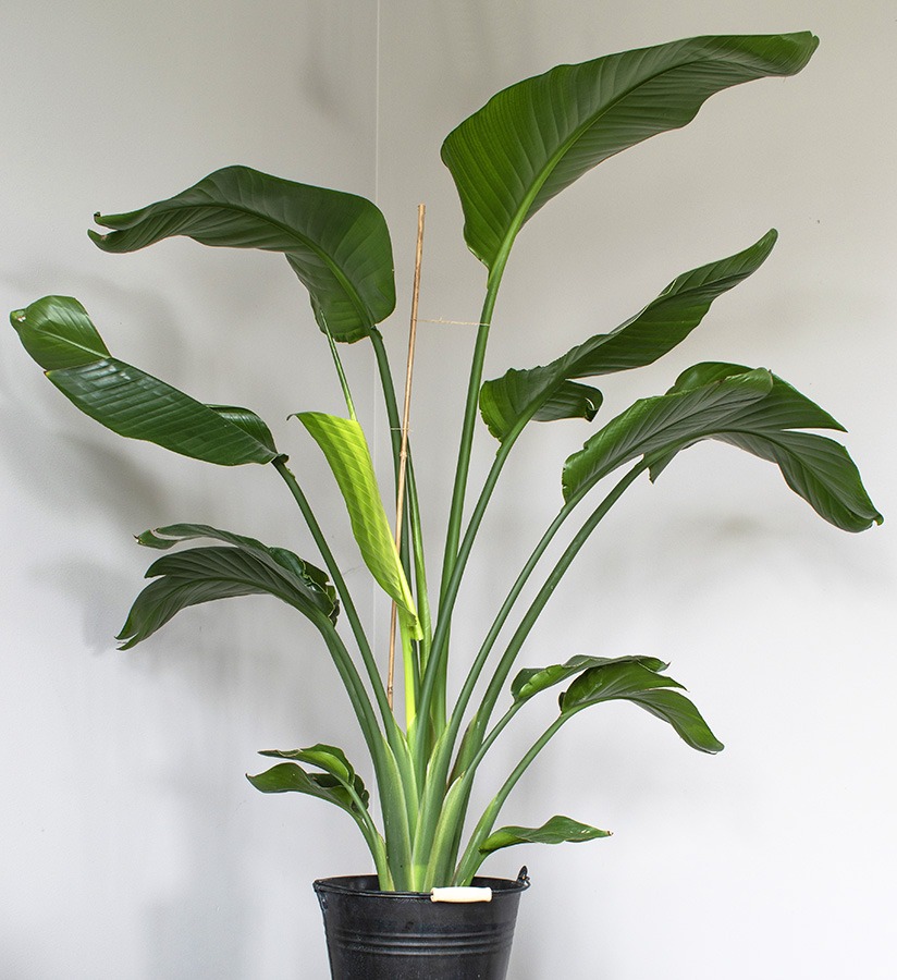 grote strelitzia paradijsvogelplant groot strelitzia groot strelitzia nicolai groot grote paradijsvogelplant grote plant strelitzia grote kamerplant grote plant woonkamer hoge kamerplant plant met grote bladeren grote binnenplant makkelijke grote kamerplant