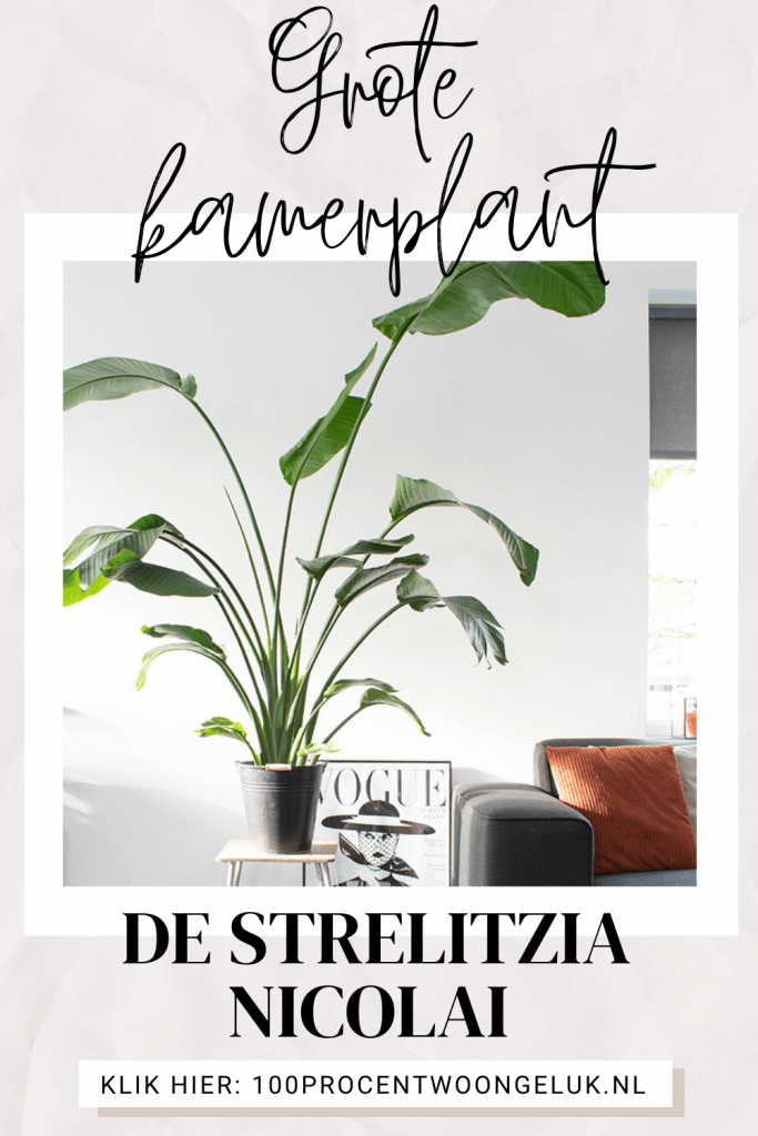 grote strelitzia paradijsvogelplant groot strelitzia groot strelitzia nicolai groot grote paradijsvogelplant grote plant strelitzia grote kamerplant grote plant woonkamer hoge kamerplant plant met grote bladeren grote binnenplant makkelijke grote kamerplant