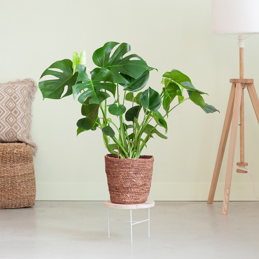 planten in badkamer planten voor in de badkamer badkamer plant hangplant badkamer pannenkoekenplant badkamer bamboe plant badkamer calathea badkamer badkamer planten zonder licht monstera badkamer aloe vera badkamer orchidee badkamer klimop badkamer varen graslelie calathea maranta