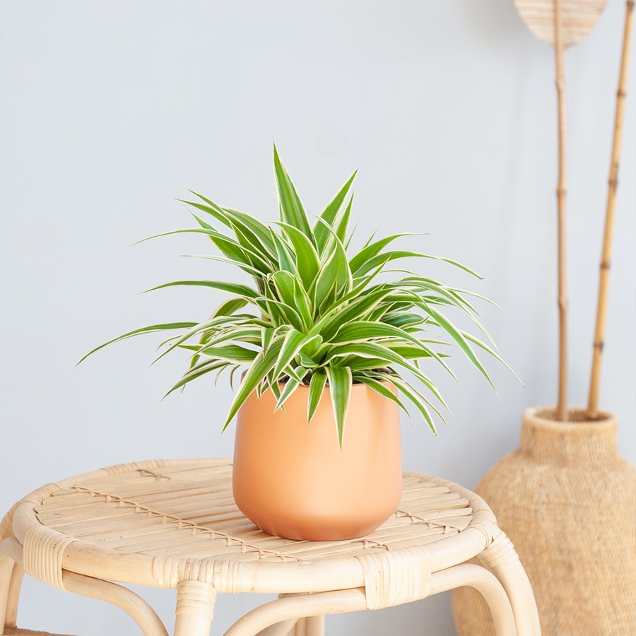 planten in badkamer planten voor in de badkamer badkamer plant hangplant badkamer pannenkoekenplant badkamer bamboe plant badkamer calathea badkamer badkamer planten zonder licht monstera badkamer aloe vera badkamer orchidee badkamer klimop badkamer varen graslelie calathea maranta