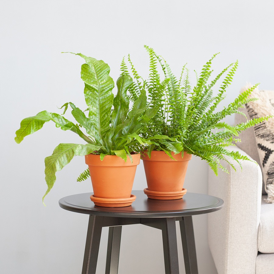 planten in badkamer planten voor in de badkamer badkamer plant hangplant badkamer pannenkoekenplant badkamer bamboe plant badkamer calathea badkamer badkamer planten zonder licht monstera badkamer aloe vera badkamer orchidee badkamer klimop badkamer varen graslelie calathea maranta