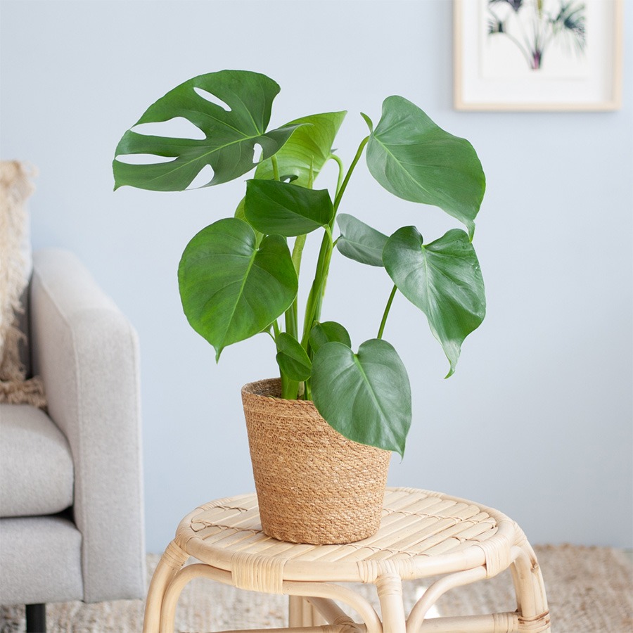 gatenplant stekken stekken gatenplant hoe stek je een monstera monstera blad stekken stekken monstera deliciosa monstera stekken monstera deliciosa stekken stekken monstera monstera stekken water monstera plant stekken