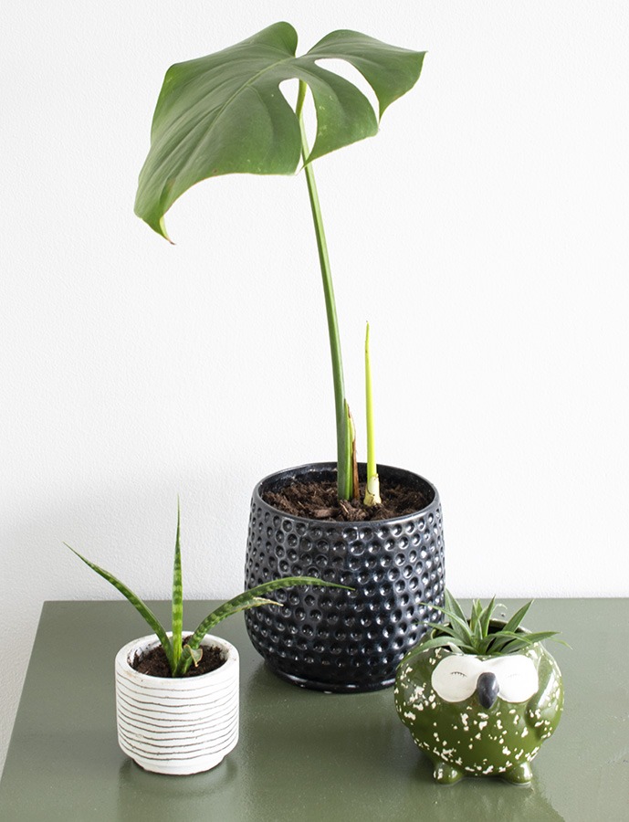 gatenplant stekken stekken gatenplant hoe stek je een monstera monstera blad stekken stekken monstera deliciosa monstera stekken monstera deliciosa stekken stekken monstera monstera stekken water monstera plant stekken