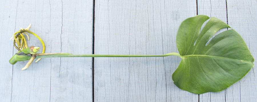 gatenplant stekken stekken gatenplant hoe stek je een monstera monstera blad stekken stekken monstera deliciosa monstera stekken monstera deliciosa stekken stekken monstera monstera stekken water monstera plant stekken