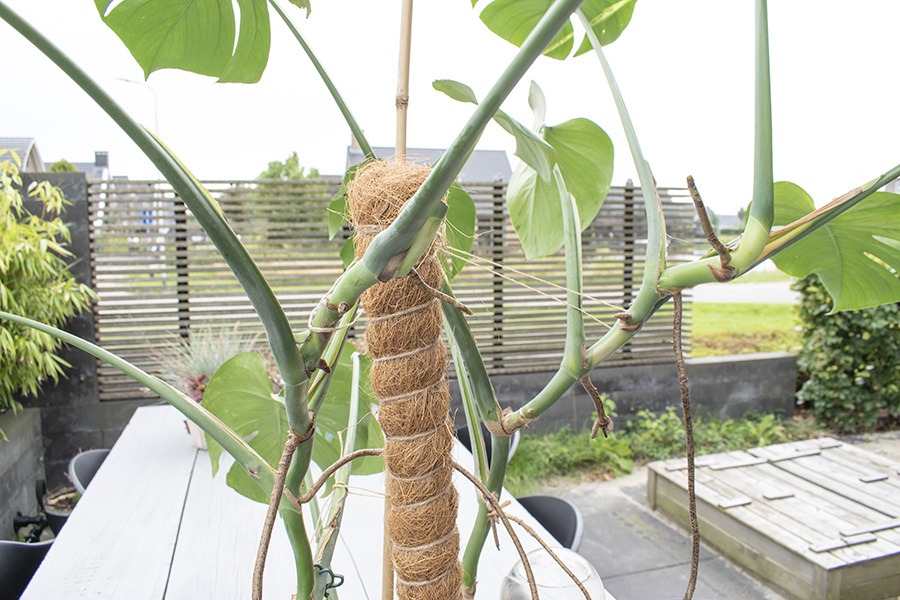 gatenplant stekken stekken gatenplant hoe stek je een monstera monstera blad stekken stekken monstera deliciosa monstera stekken monstera deliciosa stekken stekken monstera monstera stekken water monstera plant stekken