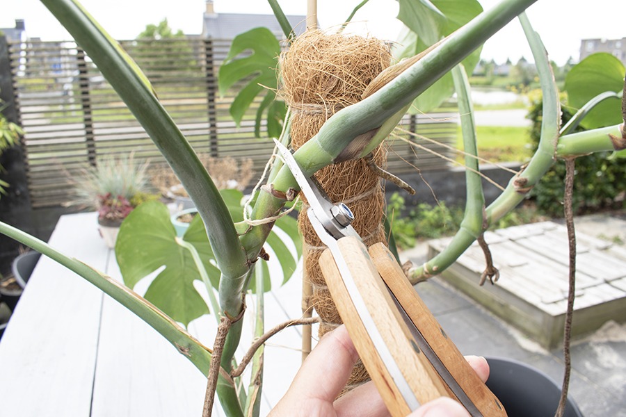 gatenplant stekken stekken gatenplant hoe stek je een monstera monstera blad stekken stekken monstera deliciosa monstera stekken monstera deliciosa stekken stekken monstera monstera stekken water monstera plant stekken