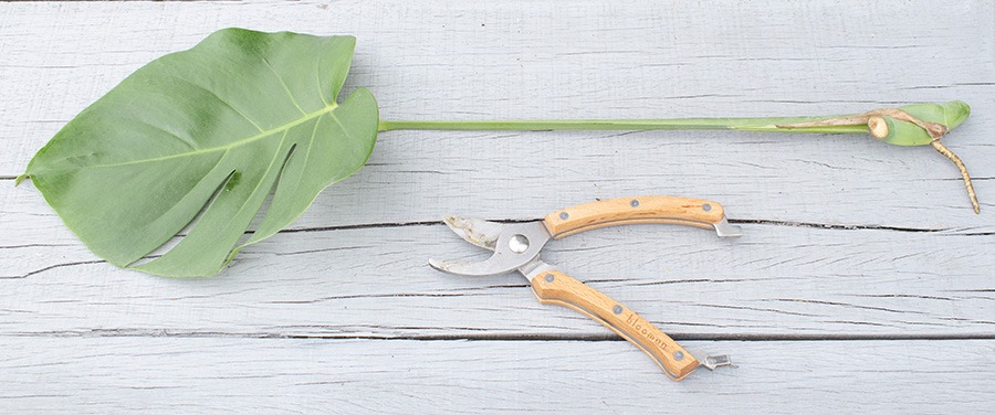 gatenplant stekken stekken gatenplant hoe stek je een monstera monstera blad stekken stekken monstera deliciosa monstera stekken monstera deliciosa stekken stekken monstera monstera stekken water monstera plant stekken