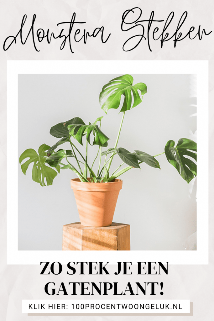 gatenplant stekken stekken gatenplant hoe stek je een monstera monstera blad stekken stekken monstera deliciosa monstera stekken monstera deliciosa stekken stekken monstera monstera stekken water monstera plant stekken