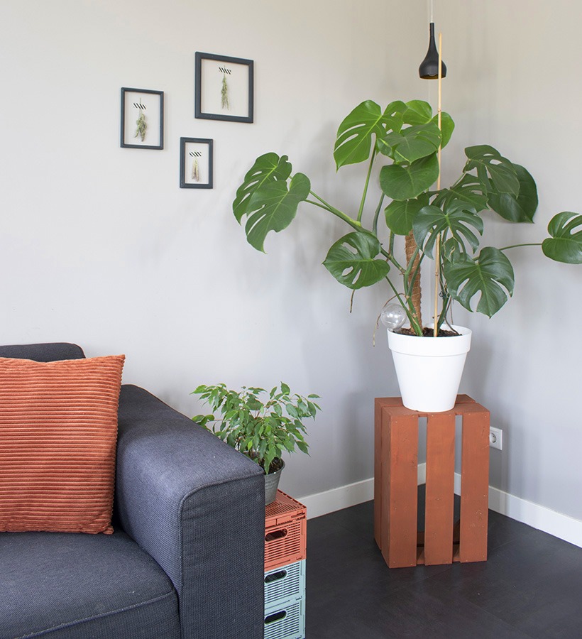 gatenplant stekken stekken gatenplant hoe stek je een monstera monstera blad stekken stekken monstera deliciosa monstera stekken monstera deliciosa stekken stekken monstera monstera stekken water monstera plant stekken