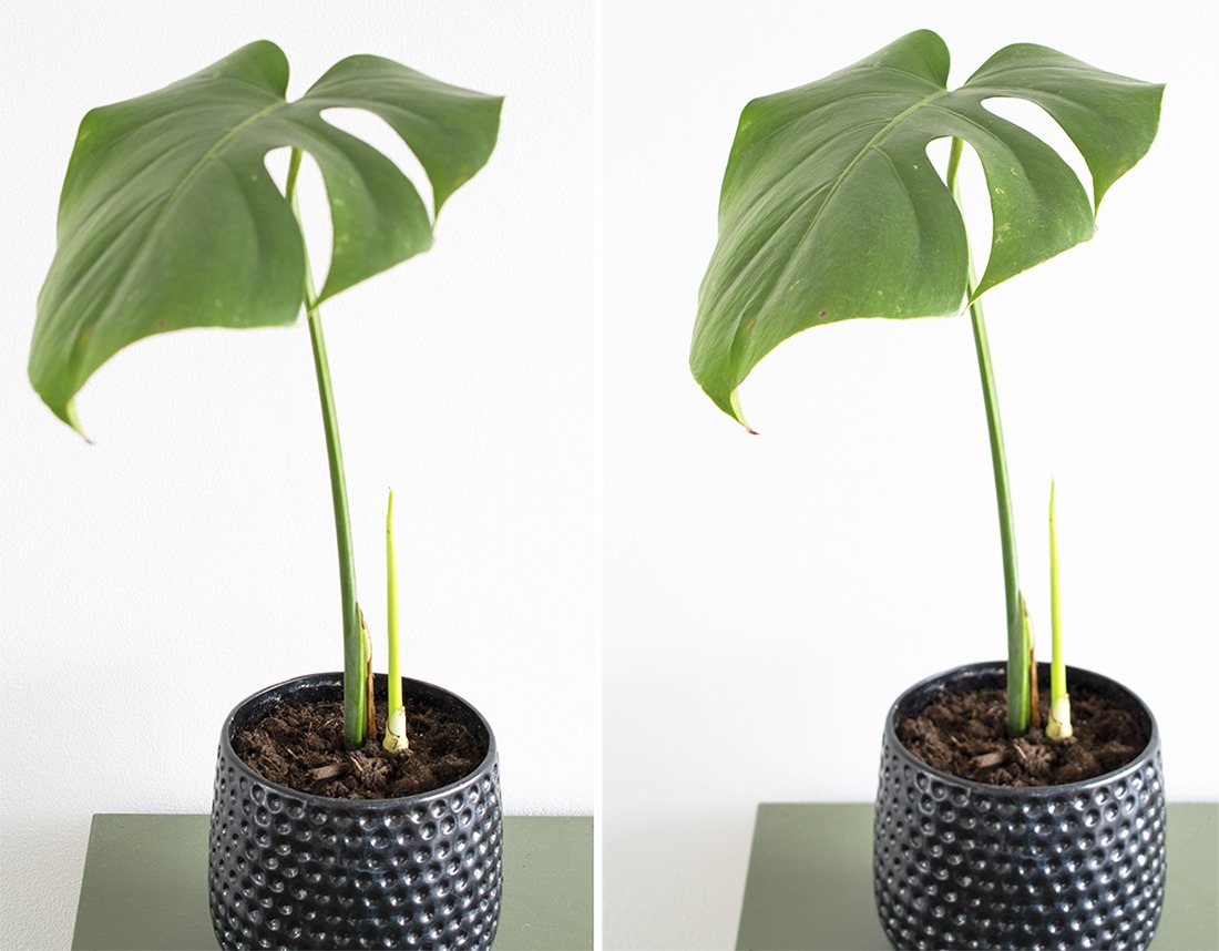 gatenplant stekken stekken gatenplant hoe stek je een monstera monstera blad stekken stekken monstera deliciosa monstera stekken monstera deliciosa stekken stekken monstera monstera stekken water monstera plant stekken