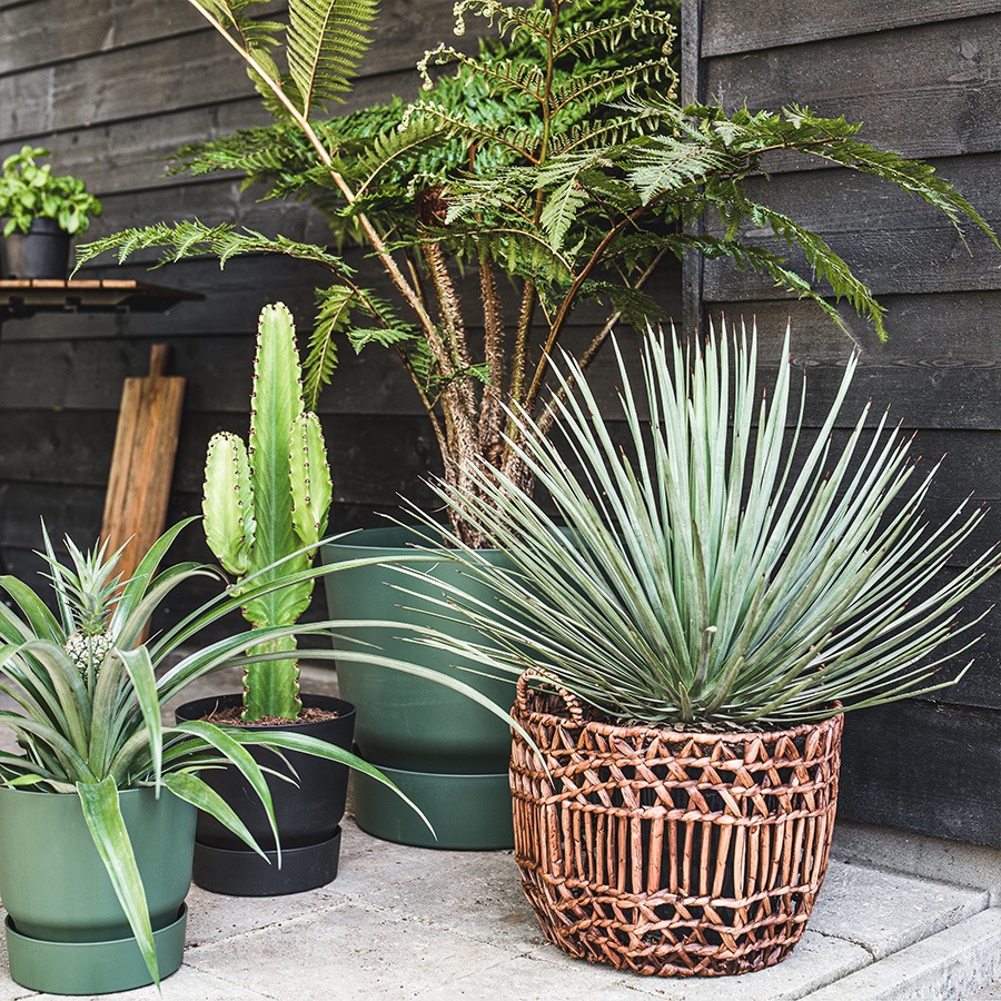 bloembakken buiten bloempot buiten grote bloempot buiten bloempotten voor buiten bloempotten buiten bloempot buiten groot plantenpot groot plantenbakken voor buiten buitenpotten grote bloembakken voor buiten plantenpot buiten hoge bloempot buiten elho bloempot buiten grote bloembakken buiten buitenpot groot buiten bloempot bloembakken voor buiten grote plantenpot buiten buiten potten grote plantenbakken tuin plantenpotten buiten buiten bloempot groot grote bloembak grote buiten bloempot