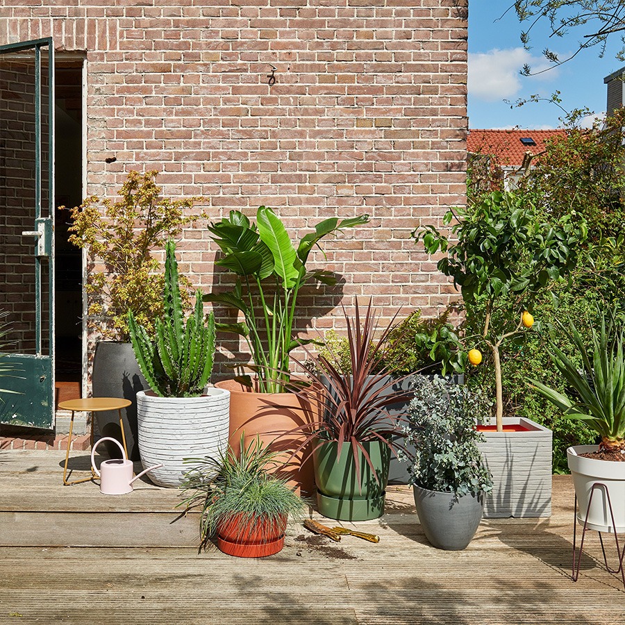 bloembakken buiten bloempot buiten grote bloempot buiten bloempotten voor buiten bloempotten buiten bloempot buiten groot plantenpot groot plantenbakken voor buiten buitenpotten grote bloembakken voor buiten plantenpot buiten hoge bloempot buiten elho bloempot buiten grote bloembakken buiten buitenpot groot buiten bloempot bloembakken voor buiten grote plantenpot buiten buiten potten grote plantenbakken tuin plantenpotten buiten buiten bloempot groot grote bloembak grote buiten bloempot