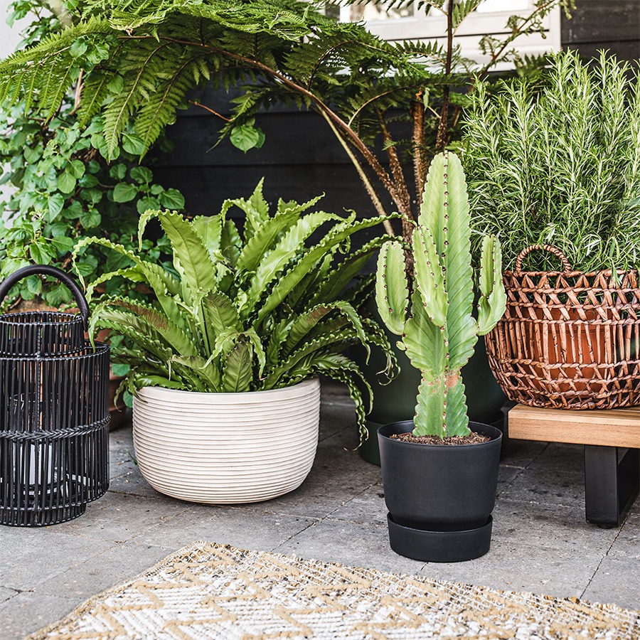 bloembakken buiten bloempot buiten grote bloempot buiten bloempotten voor buiten bloempotten buiten bloempot buiten groot plantenpot groot plantenbakken voor buiten buitenpotten grote bloembakken voor buiten plantenpot buiten hoge bloempot buiten elho bloempot buiten grote bloembakken buiten buitenpot groot buiten bloempot bloembakken voor buiten grote plantenpot buiten buiten potten grote plantenbakken tuin plantenpotten buiten buiten bloempot groot grote bloembak grote buiten bloempot