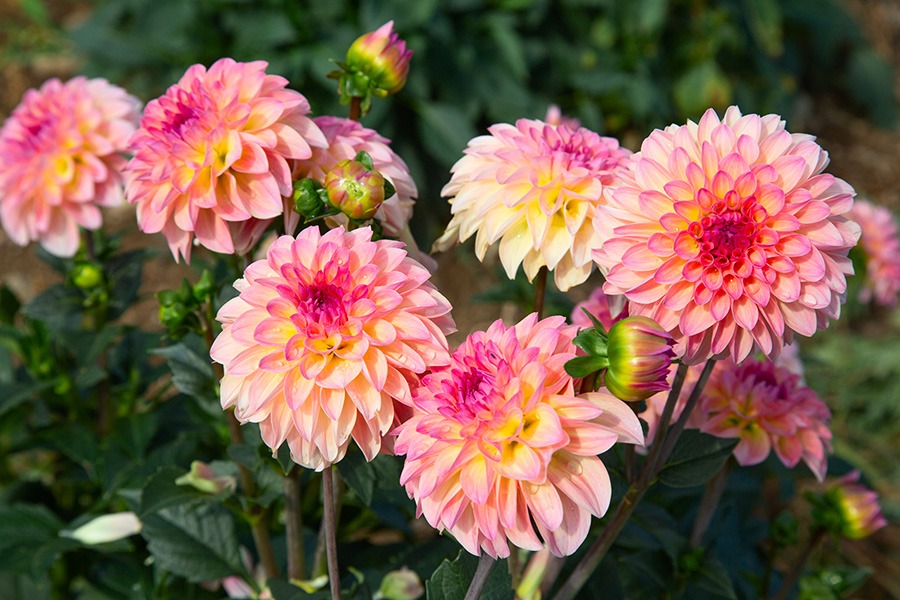 dahlia in potten dahlia bollen dahlia in pot dahlia vaste plant dahlia knollen dahlia soorten dahlia bloem bijzondere dahlia's dahlia bloemen dahlia tuin witte dahlia oranje dahlia roze dahlia dahlia's planten dahlia planten