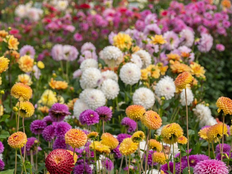 dahlia in potten dahlia bollen dahlia in pot dahlia vaste plant dahlia knollen dahlia soorten dahlia bloem bijzondere dahlia's dahlia bloemen dahlia tuin witte dahlia oranje dahlia roze dahlia dahlia's planten dahlia planten