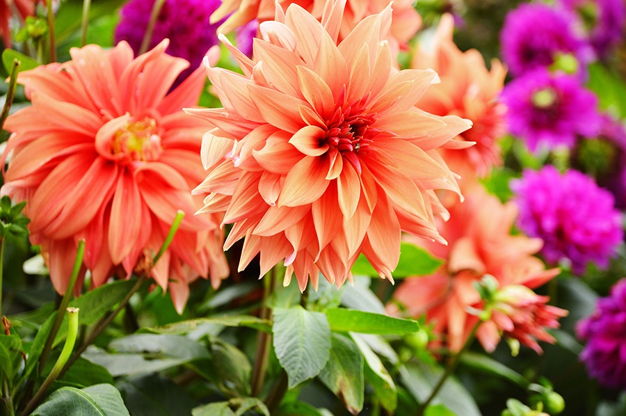 dahlia in potten dahlia bollen dahlia in pot dahlia vaste plant dahlia knollen dahlia soorten dahlia bloem bijzondere dahlia's dahlia bloemen dahlia tuin witte dahlia oranje dahlia roze dahlia dahlia's planten dahlia planten