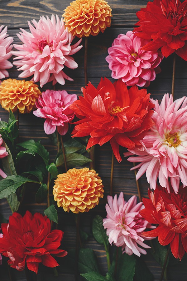 dahlia in potten dahlia bollen dahlia in pot dahlia vaste plant dahlia knollen dahlia soorten dahlia bloem bijzondere dahlia's dahlia bloemen dahlia tuin witte dahlia oranje dahlia roze dahlia dahlia's planten dahlia planten