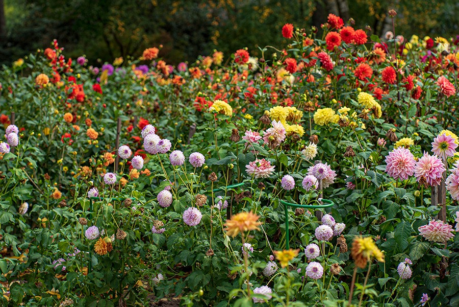 dahlia in potten dahlia bollen dahlia in pot dahlia vaste plant dahlia knollen dahlia soorten dahlia bloem bijzondere dahlia's dahlia bloemen dahlia tuin witte dahlia oranje dahlia roze dahlia dahlia's planten dahlia planten