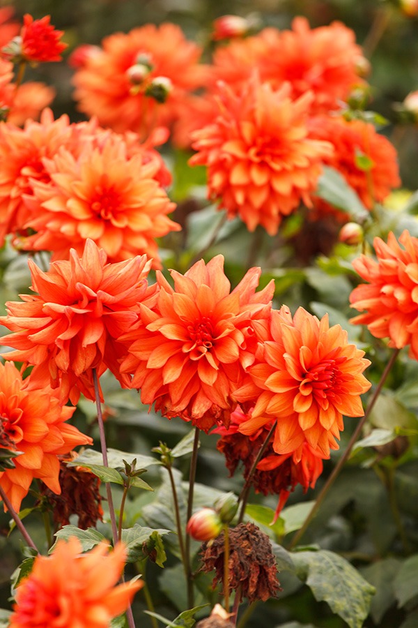 dahlia in potten dahlia bollen dahlia in pot dahlia vaste plant dahlia knollen dahlia soorten dahlia bloem bijzondere dahlia's dahlia bloemen dahlia tuin witte dahlia oranje dahlia roze dahlia dahlia's planten dahlia planten