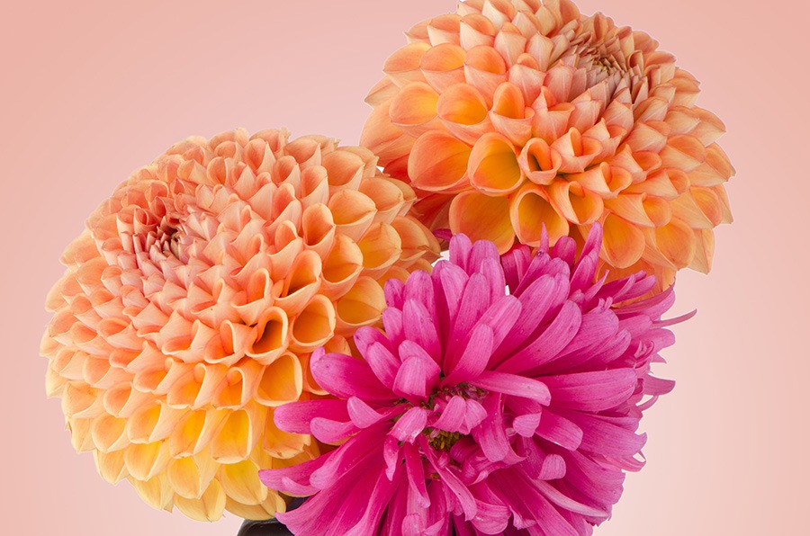 dahlia in potten dahlia bollen dahlia in pot dahlia vaste plant dahlia knollen dahlia soorten dahlia bloem bijzondere dahlia's dahlia bloemen dahlia tuin witte dahlia oranje dahlia roze dahlia dahlia's planten dahlia planten