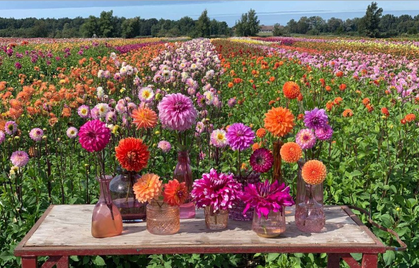 liefde voor dahlia's boek liefde voor dahlia's boek dahlia's boek over dahlia's dahlia bollen dahlia in pot dahlia soorten bijzondere dahlia's dahlia bloemen dahlia tuin