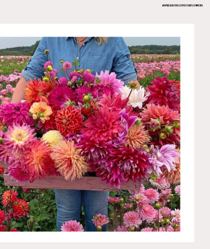 liefde voor dahlia's boek liefde voor dahlia's boek dahlia's boek over dahlia's dahlia bollen dahlia in pot dahlia soorten bijzondere dahlia's dahlia bloemen dahlia tuin