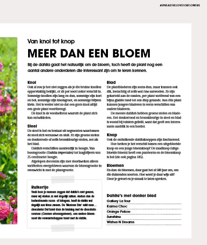 liefde voor dahlia's boek liefde voor dahlia's boek dahlia's boek over dahlia's dahlia bollen dahlia in pot dahlia soorten bijzondere dahlia's dahlia bloemen dahlia tuin