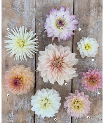 liefde voor dahlia's boek liefde voor dahlia's boek dahlia's boek over dahlia's dahlia bollen dahlia in pot dahlia soorten bijzondere dahlia's dahlia bloemen dahlia tuin