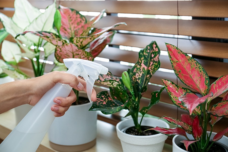 luchtvochtigheid planten luchtvochtigheid in huis ideale luchtvochtigheid in huis vochtigheid in huis vochtigheidsgraad in huis droge lucht in huis ideale luchtvochtigheid normale luchtvochtigheid in huis beste luchtvochtigheid in huis gezonde luchtvochtigheid luchtvochtigheid binnen