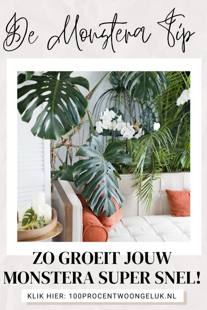 monstera gatenplant monstera verzorgen gatenplant verzorging monstera deliciosa verzorging verzorging monstera monstera water geven monstera plant verzorging kamerplant monstera plant met gaten in blad verzorging gatenplant monstera kamerplant kamerplanten monstera monsteravariegata monsteraminima monsteraobliqua