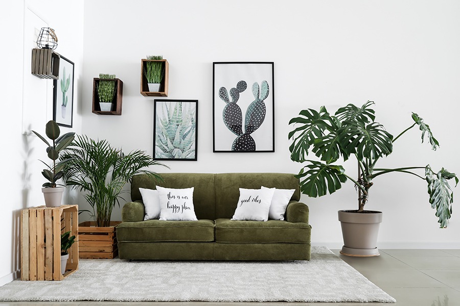 monstera gatenplant monstera verzorgen gatenplant verzorging monstera deliciosa verzorging verzorging monstera monstera water geven monstera plant verzorging kamerplant monstera plant met gaten in blad verzorging gatenplant monstera kamerplant kamerplanten monstera monsteravariegata monsteraminima monsteraobliqua