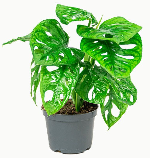 monstera plant gatenplant monstera soorten monster deliciosa kamerplant monstera monstera zonder gaten deliciosa variegata grote monstera