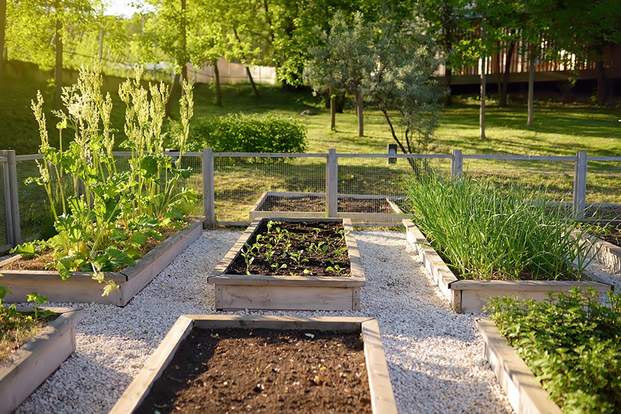 moestuin starten makkelijke moestuin moestuin voor beginners moestuin aanleggen beginners boek moestuin voor beginners hoe begin ik een moestuin hoe begin je een moestuin een moestuin beginnen eigen moestuin beginnen moestuin tips voor beginners wanneer beginnen met moestuin moestuin voor beginners boek starten met moestuin moestuin wanneer beginnen moestuin moestuinbak moestuinbakken zaaikalender moestuin verticale moestuin vierkante meter moestuin groentetuin mooie moestuin moestuintje 