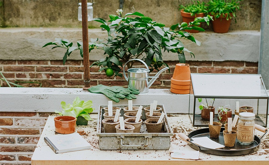 moestuin starten makkelijke moestuin moestuin voor beginners moestuin aanleggen beginners boek moestuin voor beginners hoe begin ik een moestuin hoe begin je een moestuin een moestuin beginnen eigen moestuin beginnen moestuin tips voor beginners wanneer beginnen met moestuin moestuin voor beginners boek starten met moestuin moestuin wanneer beginnen moestuin moestuinbak moestuinbakken zaaikalender moestuin verticale moestuin vierkante meter moestuin groentetuin mooie moestuin moestuintje 