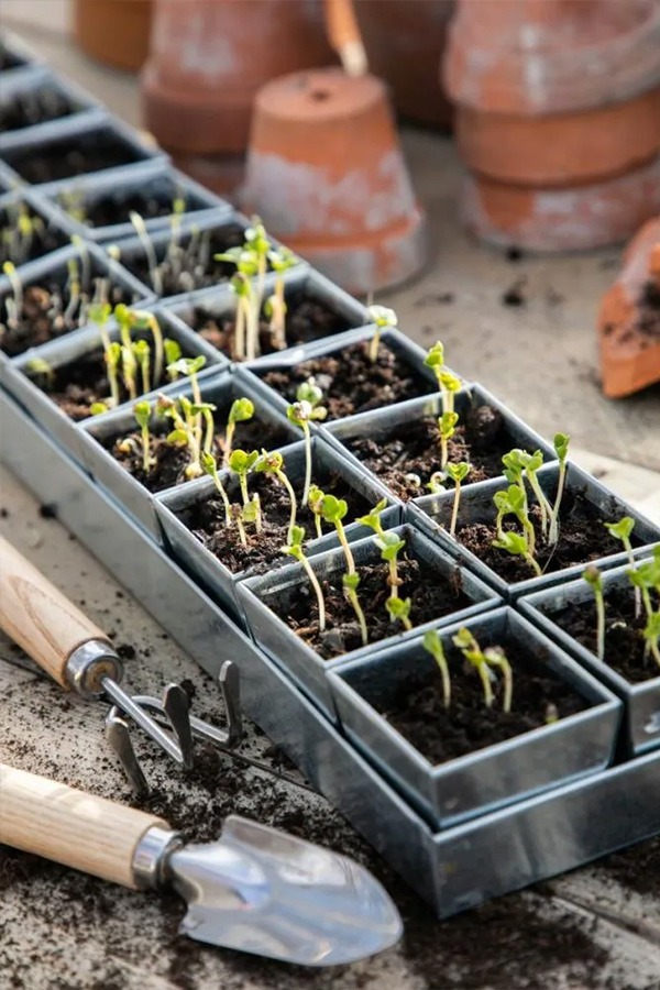 moestuin starten makkelijke moestuin moestuin voor beginners moestuin aanleggen beginners boek moestuin voor beginners hoe begin ik een moestuin hoe begin je een moestuin een moestuin beginnen eigen moestuin beginnen moestuin tips voor beginners wanneer beginnen met moestuin moestuin voor beginners boek starten met moestuin moestuin wanneer beginnen moestuin moestuinbak moestuinbakken zaaikalender moestuin verticale moestuin vierkante meter moestuin groentetuin mooie moestuin moestuintje 