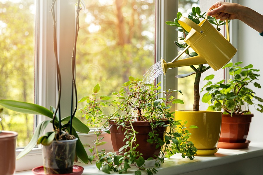 Plantverzorging kamerplanten verzorgen planten in leven houden veel kamerplanten. Planten in de vensterbank - planten water geven met gieter Hoe houd ik mijn planten in leven? Hoe krijg je een plant weer levend? Hoe kan je een plant redden?