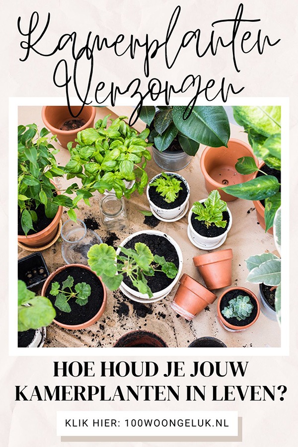 basis tips om planten te verzorgen planten in leven houden tips kamerplanten verzorging veel planten in huis Hoe houd ik mijn planten in leven? Hoe krijg je een plant weer levend? Hoe kan je een plant redden?