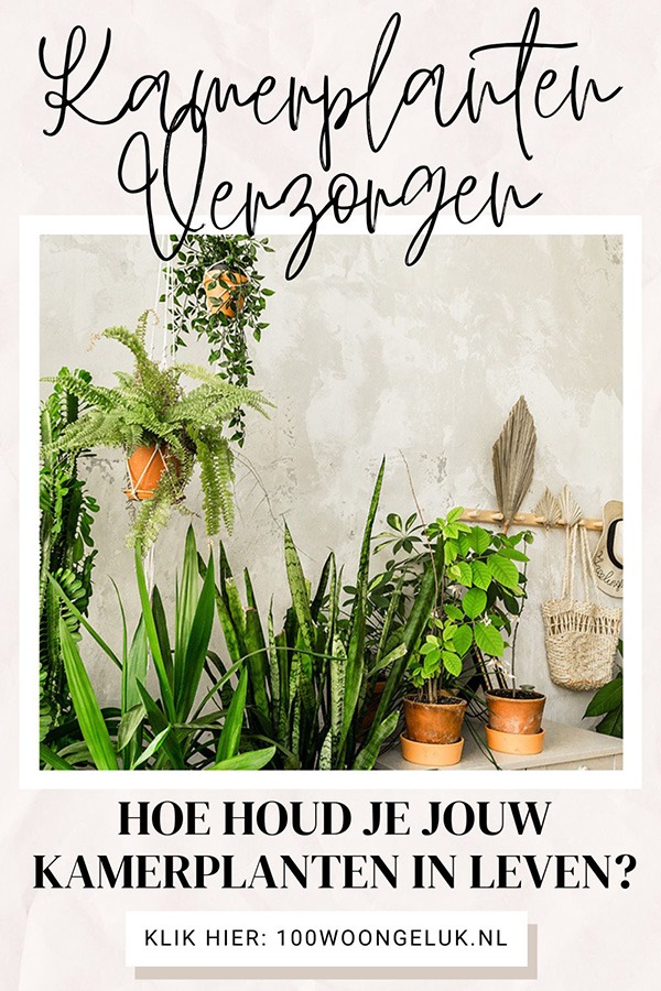 basis tips om planten te verzorgen planten in leven houden tips kamerplanten verzorging veel planten in huis Hoe houd ik mijn planten in leven? Hoe krijg je een plant weer levend? Hoe kan je een plant redden?