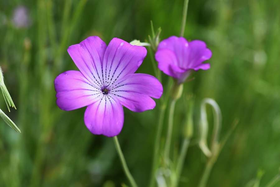 pluktuin bloemen plukbloemen bloemen pluk tuin pluk tuin bloemen plukbloem bloemen voor pluktuin boeket plukbloemen boeket uit eigen tuin border plukbloemen eigen pluktuin maken mooie plukbloemen pioenrozen pluktuin plukbloemen in de tuin plukbloemen in eigen tuin plukbloemen in tuin plukbloemen tuin plukbloemen voor in de tuin paarse bloem bolderik