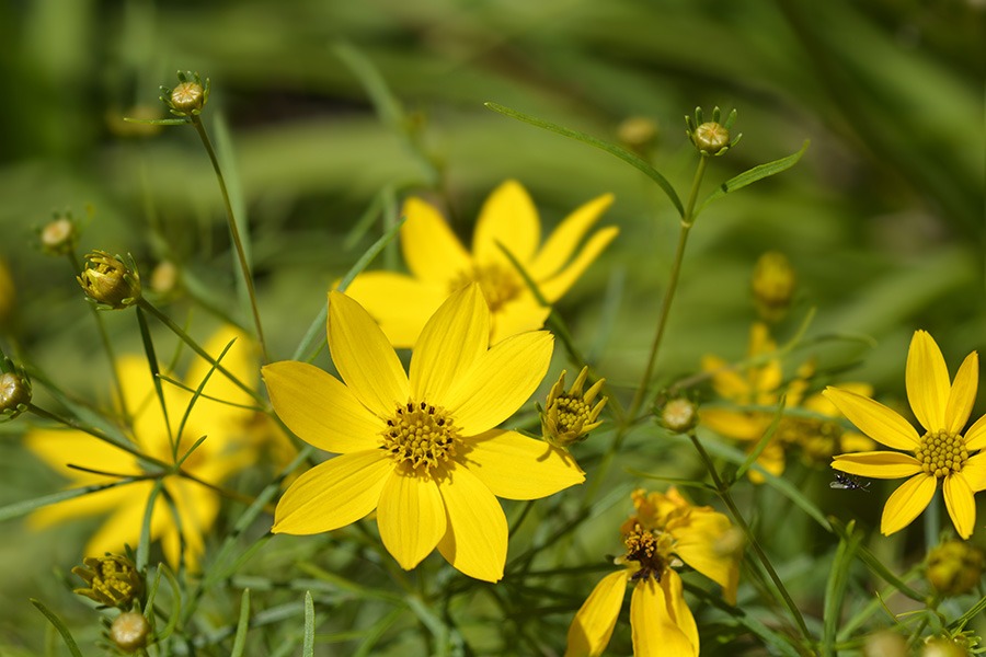 pluktuin bloemen plukbloemen bloemen pluk tuin pluk tuin bloemen plukbloem bloemen voor pluktuin boeket plukbloemen boeket uit eigen tuin border plukbloemen eigen pluktuin maken mooie plukbloemen pioenrozen pluktuin plukbloemen in de tuin plukbloemen in eigen tuin plukbloemen in tuin plukbloemen tuin plukbloemen voor in de tuin gele plukbloemen