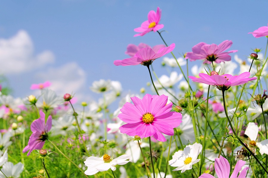 pluktuin bloemen plukbloemen bloemen pluk tuin pluk tuin bloemen plukbloem bloemen voor pluktuin boeket plukbloemen boeket uit eigen tuin border plukbloemen eigen pluktuin maken mooie plukbloemen pioenrozen pluktuin plukbloemen in de tuin plukbloemen in eigen tuin plukbloemen in tuin plukbloemen tuin plukbloemen voor in de tuin Cosmea witte plukbloemen roze plukbloemen