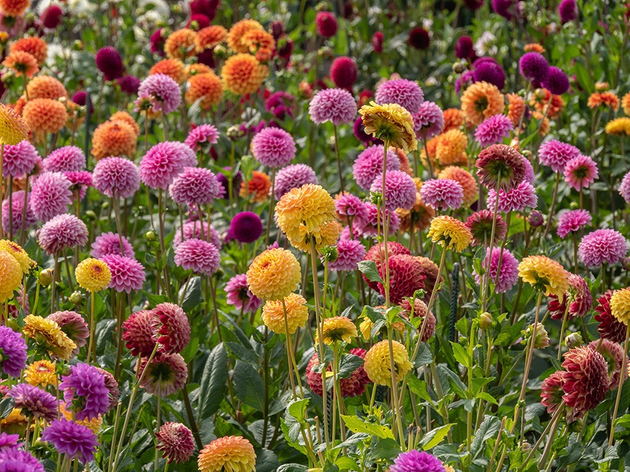 pluktuin bloemen plukbloemen bloemen pluk tuin pluk tuin bloemen plukbloem bloemen voor pluktuin boeket plukbloemen boeket uit eigen tuin border plukbloemen eigen pluktuin maken mooie plukbloemen pioenrozen pluktuin plukbloemen in de tuin plukbloemen in eigen tuin plukbloemen in tuin plukbloemen tuin plukbloemen voor in de tuin dahlias