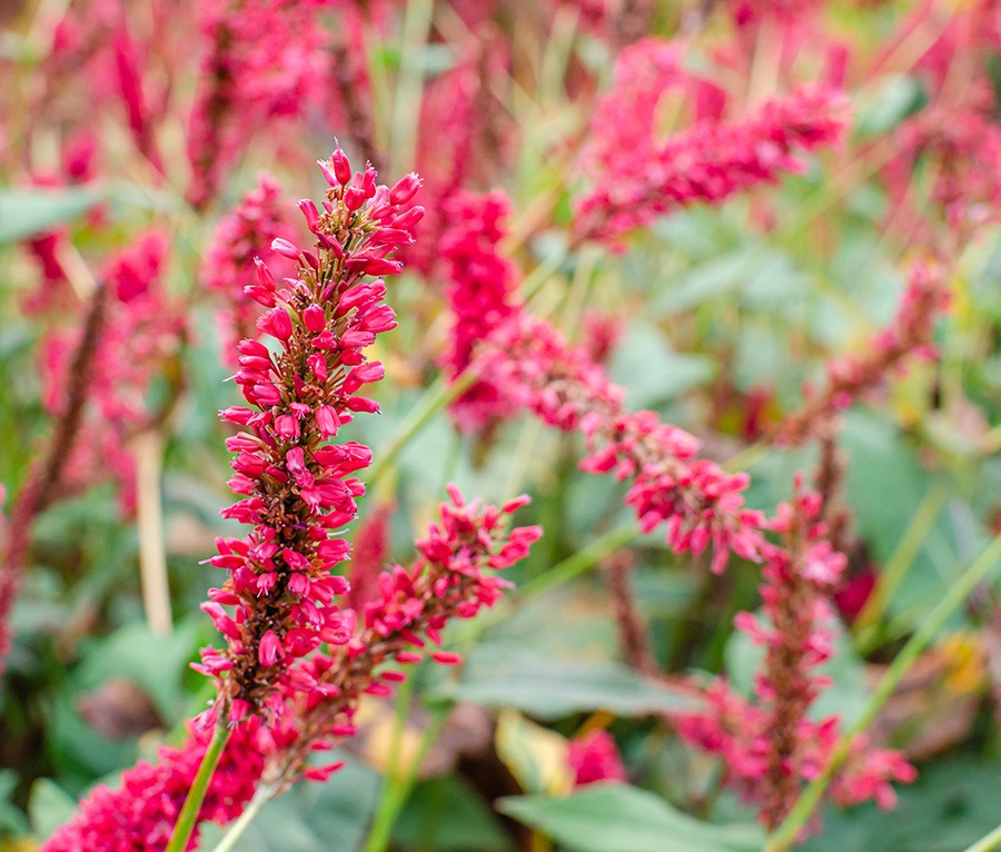 pluktuin bloemen plukbloemen bloemen pluk tuin pluk tuin bloemen plukbloem bloemen voor pluktuin boeket plukbloemen boeket uit eigen tuin roze plukbloemen duizendknoop