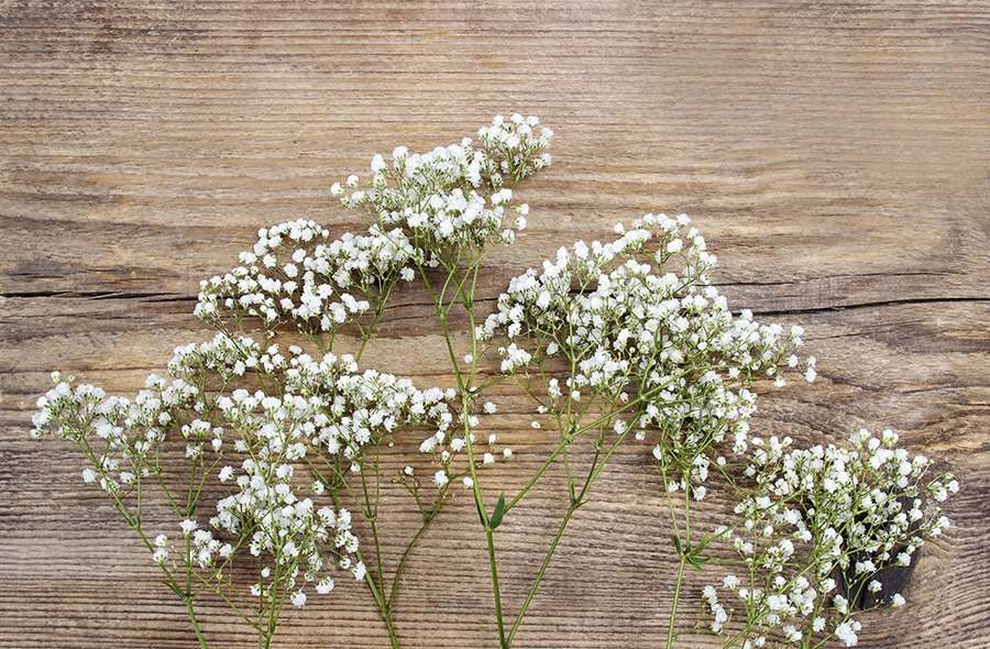 pluktuin bloemen plukbloemen bloemen pluk tuin pluk tuin bloemen plukbloem bloemen voor pluktuin boeket plukbloemen boeket uit eigen tuin gipskruid