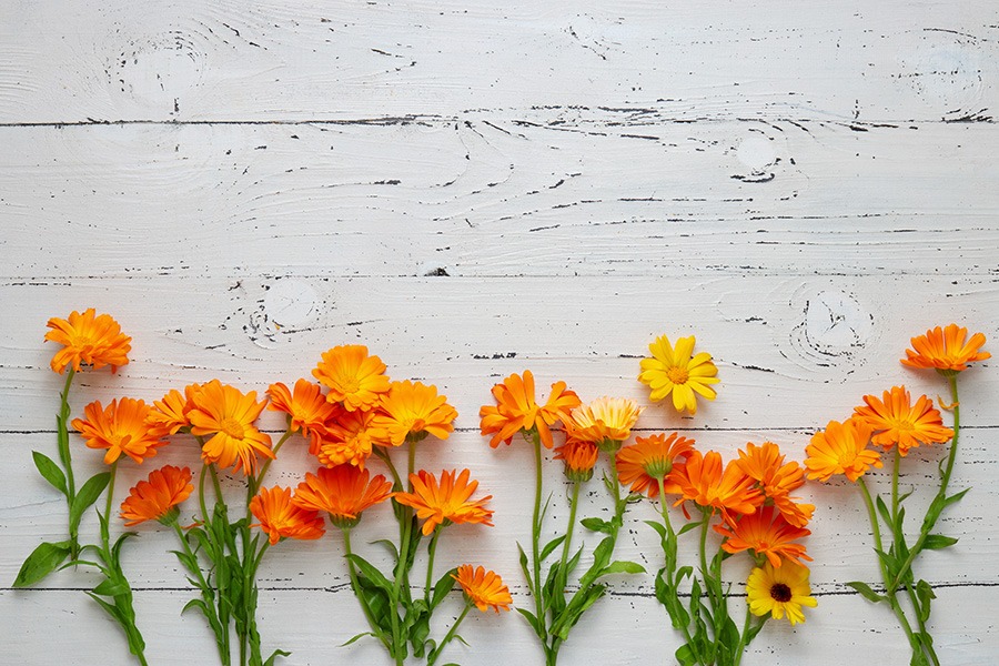 pluktuin bloemen plukbloemen bloemen pluk tuin pluk tuin bloemen plukbloem bloemen voor pluktuin boeket plukbloemen boeket uit eigen tuin border plukbloemen eigen pluktuin maken mooie plukbloemen pioenrozen pluktuin plukbloemen in de tuin plukbloemen in eigen tuin plukbloemen in tuin plukbloemen tuin plukbloemen voor in de tuin oranje plukbloemen goudsbloem