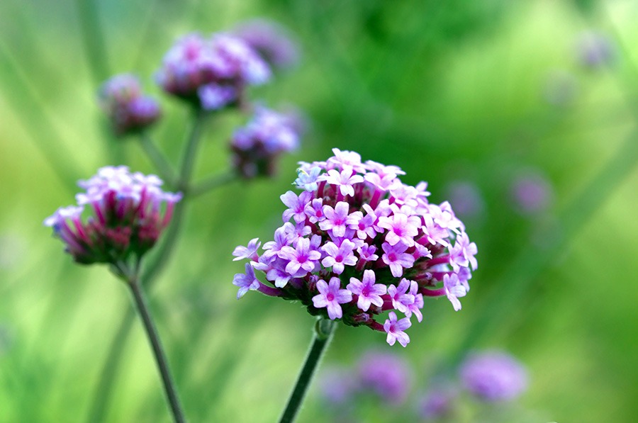 pluktuin bloemen plukbloemen bloemen pluk tuin pluk tuin bloemen plukbloem bloemen voor pluktuin boeket plukbloemen boeket uit eigen tuin border plukbloemen eigen pluktuin maken mooie plukbloemen pioenrozen pluktuin plukbloemen in de tuin plukbloemen in eigen tuin plukbloemen in tuin plukbloemen tuin plukbloemen voor in de tuin ijzerhard paarse bloem