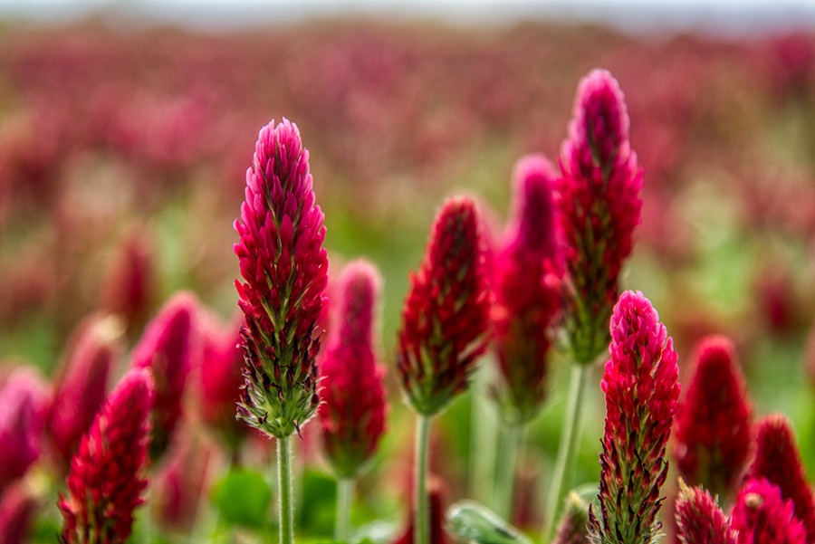 pluktuin bloemen plukbloemen bloemen pluk tuin pluk tuin bloemen plukbloem bloemen voor pluktuin boeket plukbloemen boeket uit eigen tuin border plukbloemen eigen pluktuin maken mooie plukbloemen pioenrozen pluktuin plukbloemen in de tuin plukbloemen in eigen tuin plukbloemen in tuin plukbloemen tuin plukbloemen voor in de tuin rood roze plukbloemen