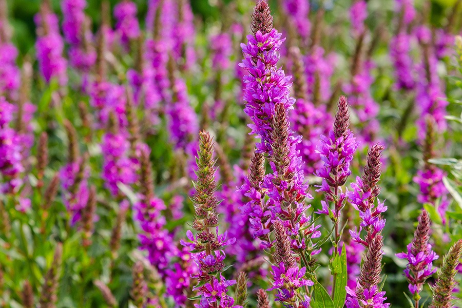 pluktuin bloemen plukbloemen bloemen pluk tuin pluk tuin bloemen plukbloem bloemen voor pluktuin boeket plukbloemen boeket uit eigen tuin border plukbloemen eigen pluktuin maken mooie plukbloemen pioenrozen pluktuin plukbloemen in de tuin plukbloemen in eigen tuin plukbloemen in tuin plukbloemen tuin plukbloemen voor in de tuin Kattenstaart paars/roze bloem